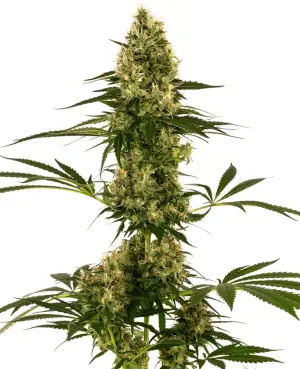 Blue Bullet Auto