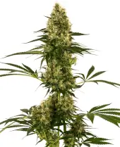 Blue Bullet Auto