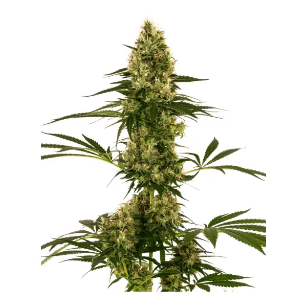 Blue Bullet Auto