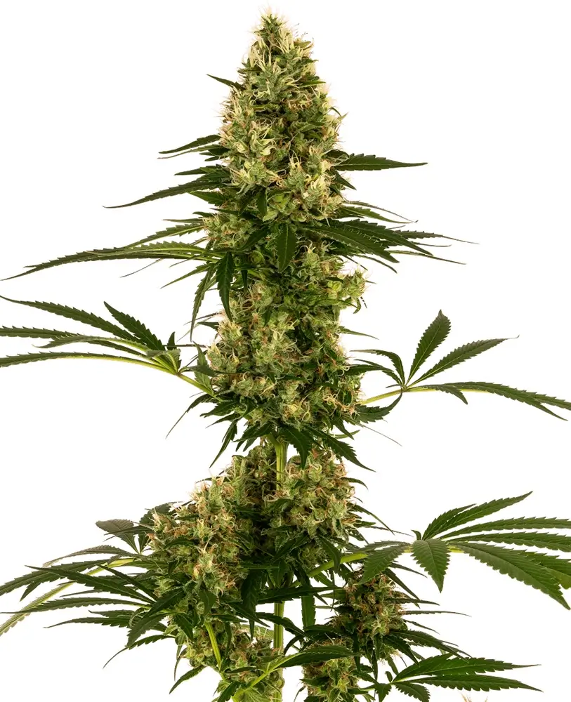Blue Bullet Auto