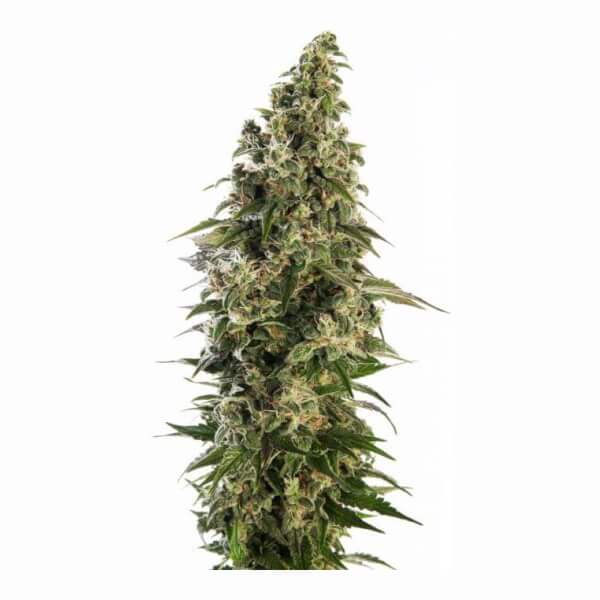 Afghani #1 Auto
