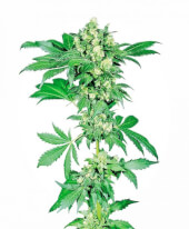 Afghani #1