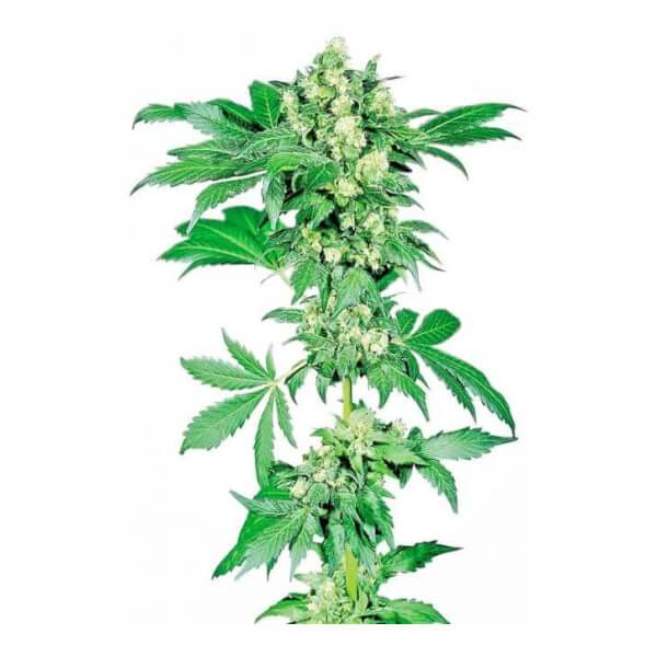 Afghani #1