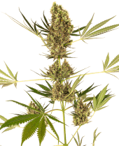 Auto CBD Alpine Delight aka Sensi #41