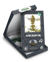 Auto CBD Alpine Delight aka Sensi #41