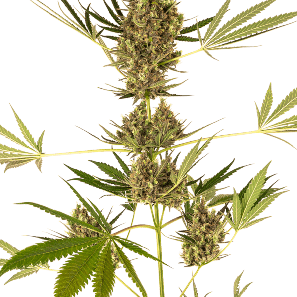 Auto CBD Alpine Delight aka Sensi #41