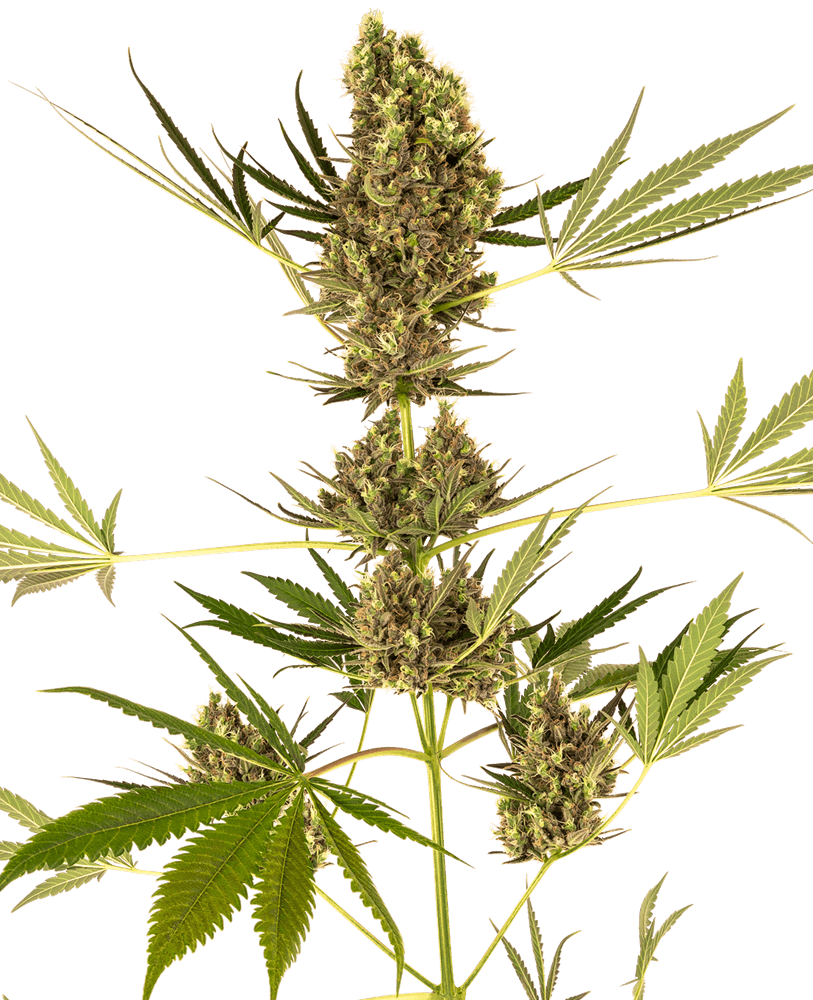 CBD Alpine Delight Auto