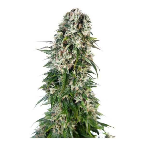 Big Bud Auto