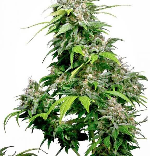 California Indica