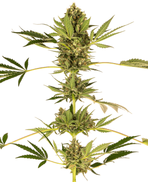CBD Himalayan (aka Sensi #49 CBD)