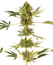 CBD Himalayan (aka Sensi #49 CBD)
