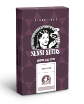 CBD Himalayan (aka Sensi #49 CBD)