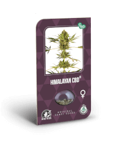 CBD Himalayan (aka Sensi #49 CBD)