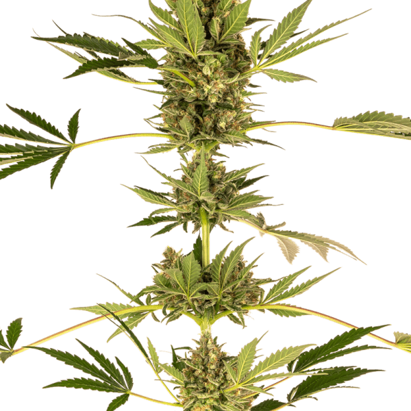 CBD Himalayan (aka Sensi #49 CBD)