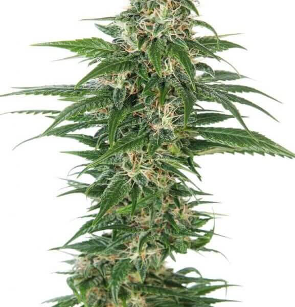 Early Skunk Auto