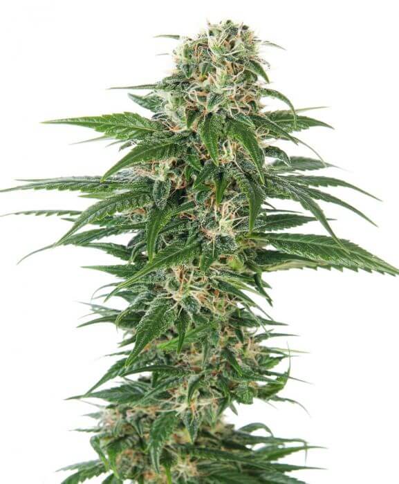 Early Skunk Auto