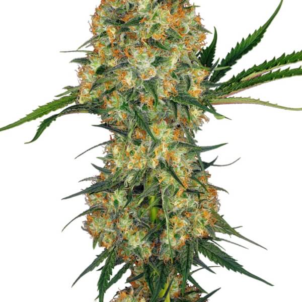 Hindu Kush