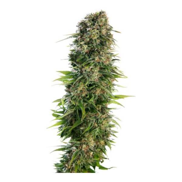 Hindu Kush Auto