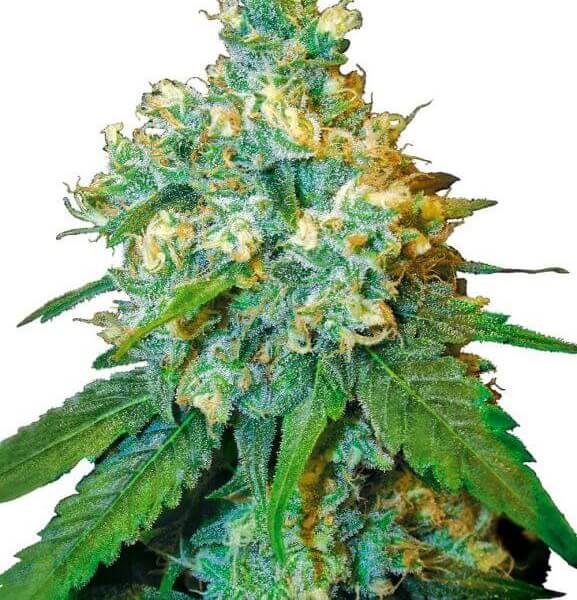 Jack Herer
