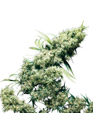 Jamaican Pearl