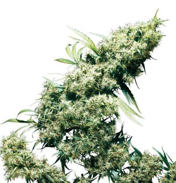 Jamaican Pearl