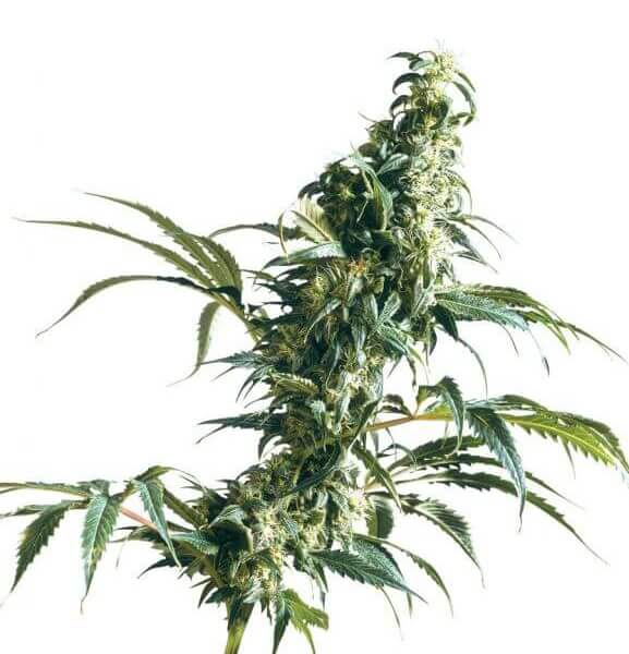 Mexican Sativa