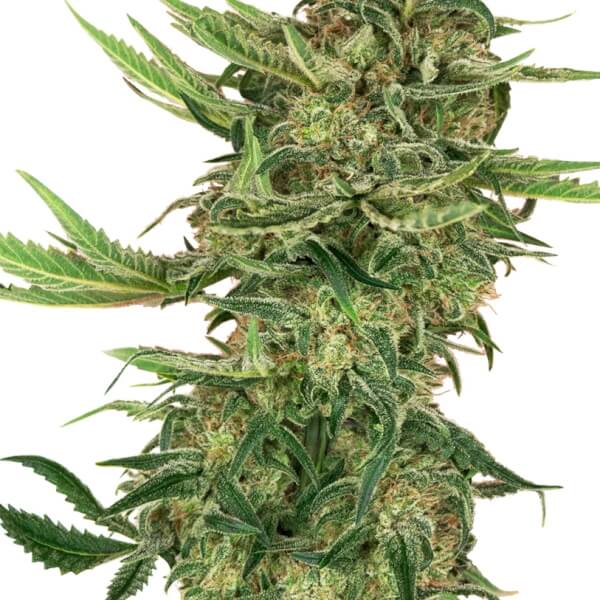 N13 Kush