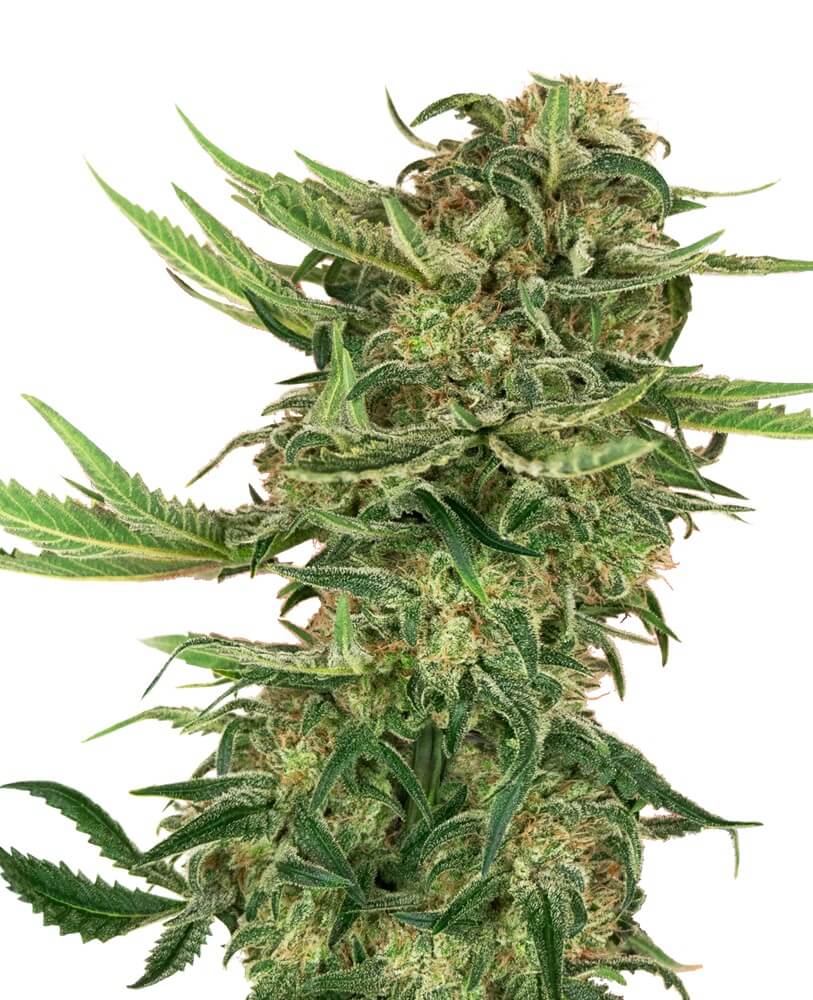 N13 Kush
