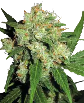 Sensi Skunk