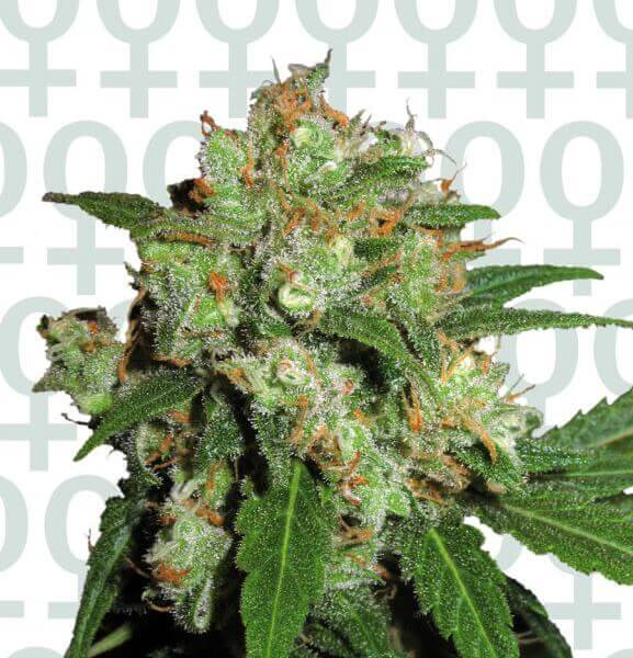 Sensi Skunk