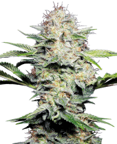 Sensi Skunk Auto