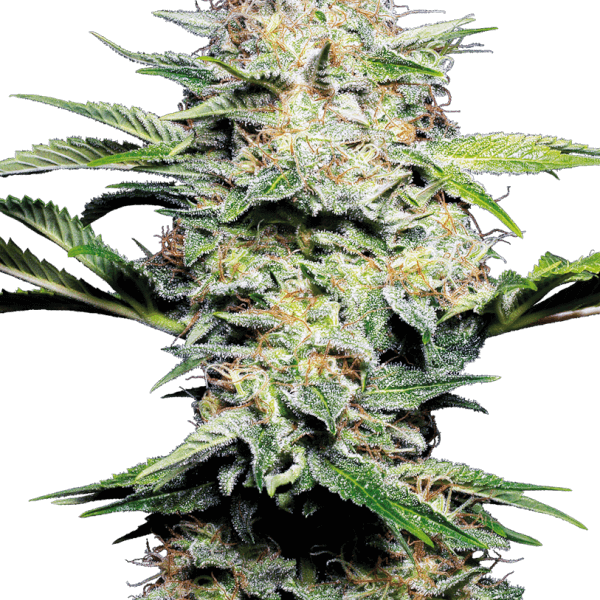Sensi Skunk Auto