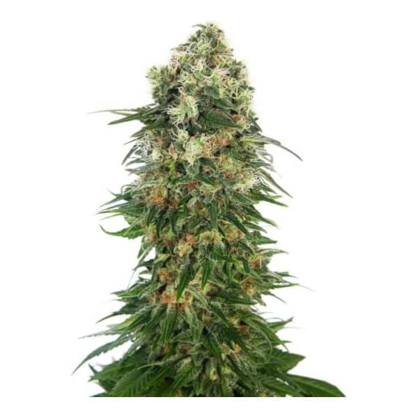 Shiva Skunk Auto