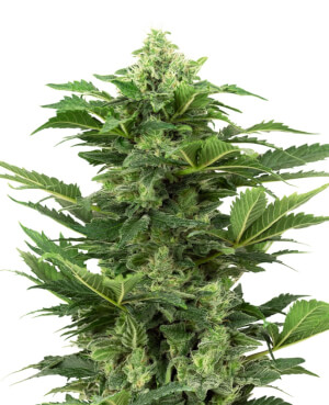 Afghan Pearl CBD Auto
