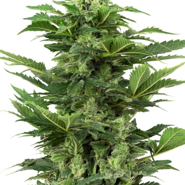 Afghan Pearl CBD Auto