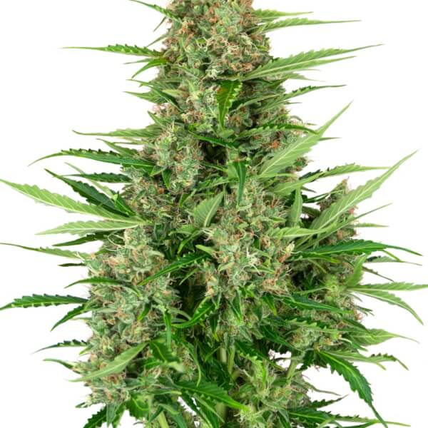 Double Kush Cake Auto