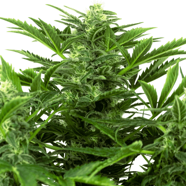 Mandarin Punch Auto