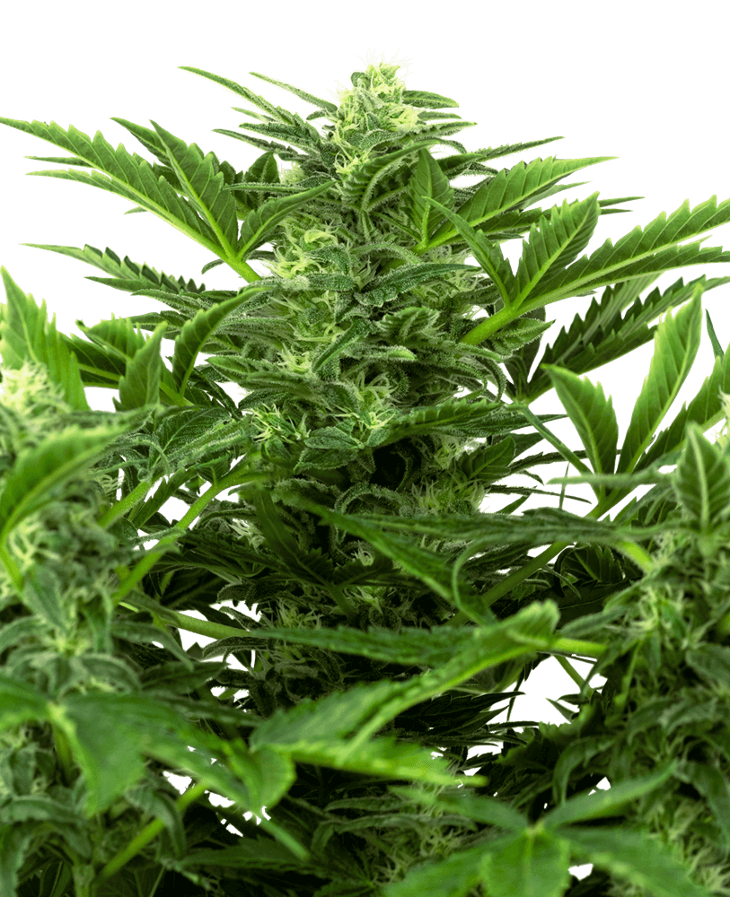 Mandarin Punch Auto