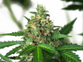 Sensi Amnesia