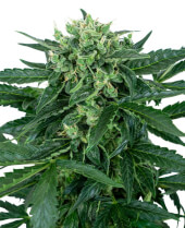 Sensi Amnesia