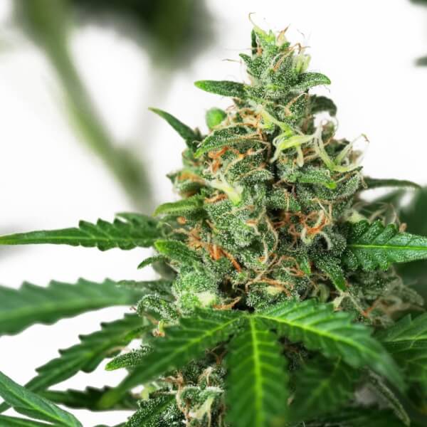 Sensi Amnesia