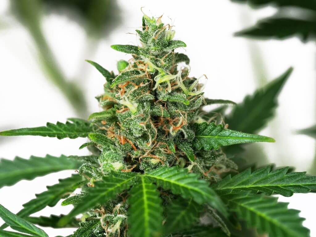Sensi Amnesia Auto