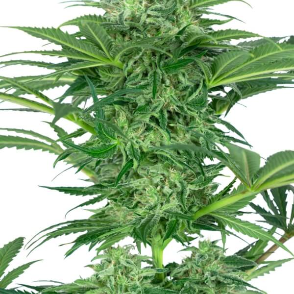 Skunk Dream CBD