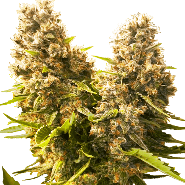 Banana Kush Cake Auto