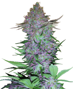 Purple Skunk Auto