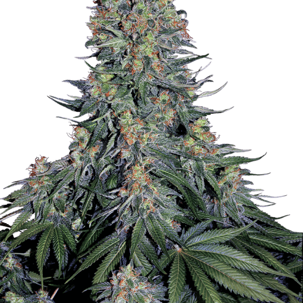 Blue Skunk