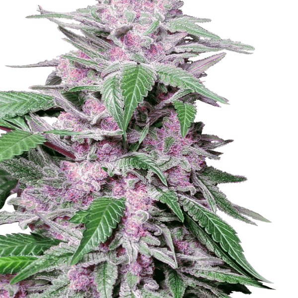 Purple Cookie Kush
