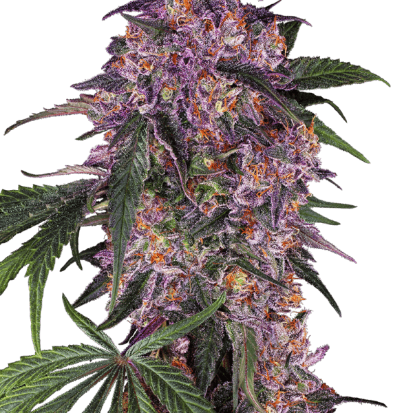 Sensi Purple Kush