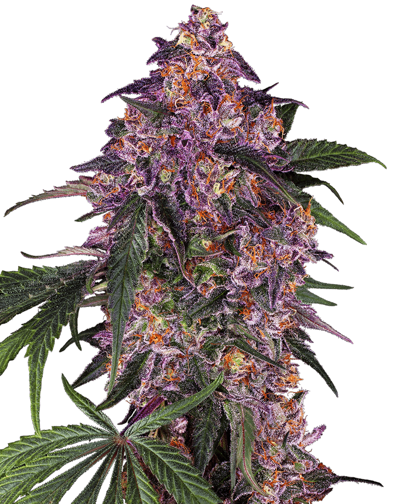 Sensi Purple Kush