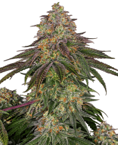Sweet Cherry Kush